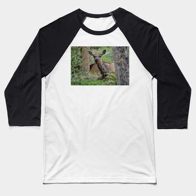 Resting Lady Elk Baseball T-Shirt by Leslie Pino Durant